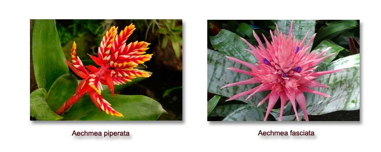 Aechmea flower examples