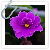 African Violets (Saintpaulia Ionantha) - how to grow them