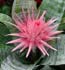 Aechmea - the perfect Indoor/Outdoor plant