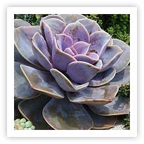 Succulents - when and how to water