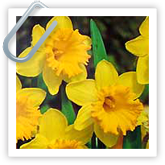 Dividing Daffodils