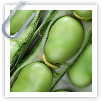 Broad Beans for Beginners