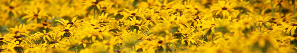 Yellow Flowers En Masse