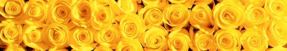 Yellow Roses EnMasse Banner