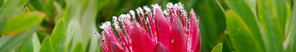 Protea Red Wet