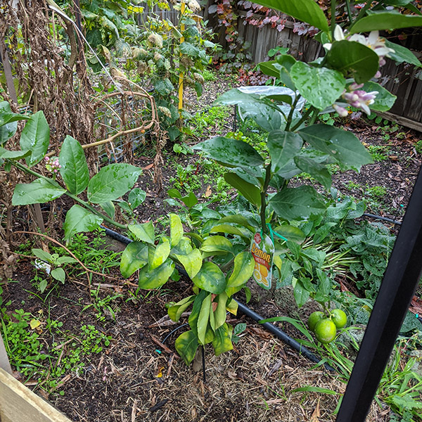 Older leaves with mottled yellowing on a meyer lemon