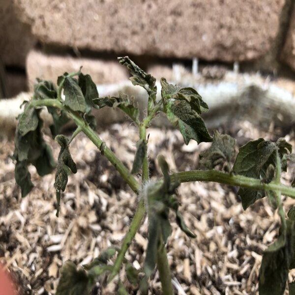 What's wrong with my transplanted tomato?