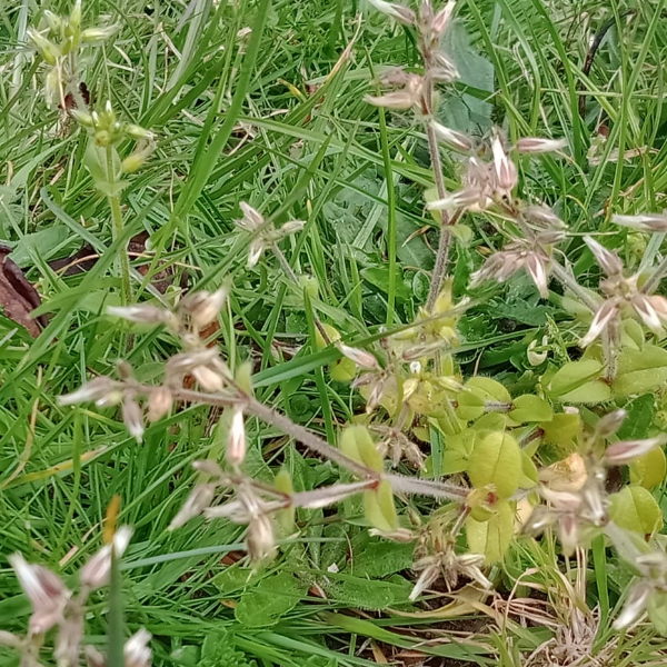 Weed Identification