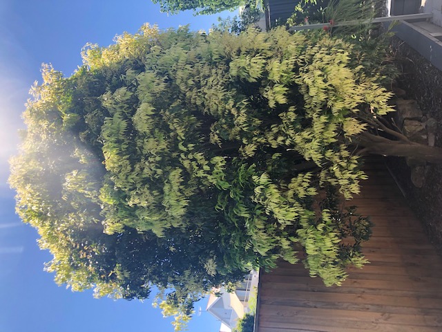 What tree is this?