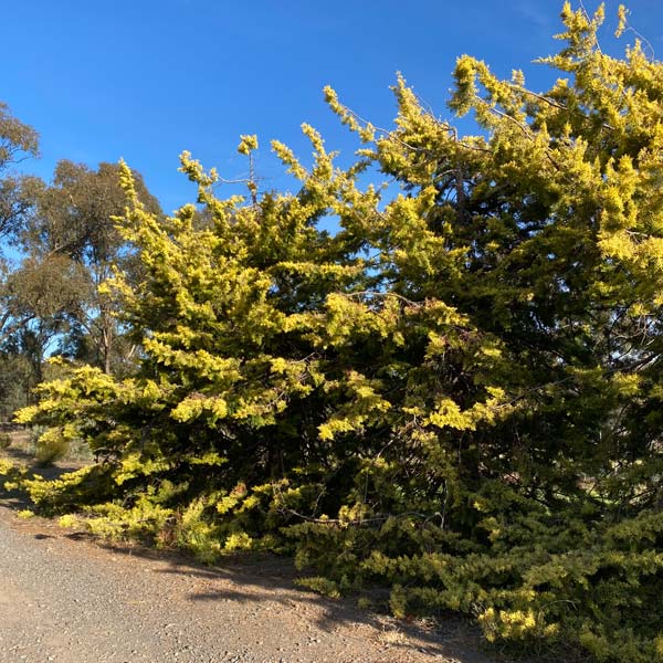 Cypress Tree - Identification problem