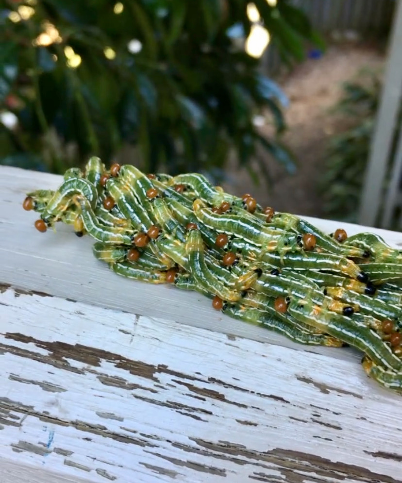 Please identify Green Caterpillar