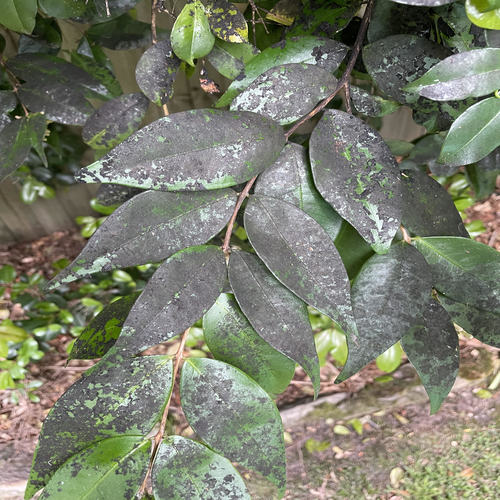 What is causing the black on the leaves?