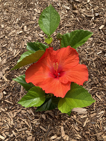 Why has my hibiscus stopped flowering?