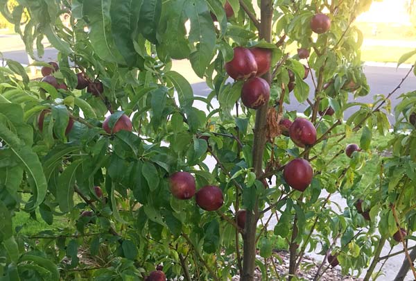 What fruit tree is this?