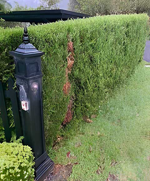 What is happening to my hedge?