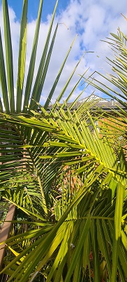 What's wrong with this Palm ?