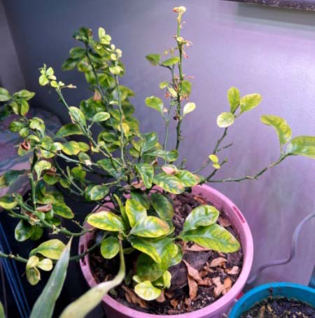 What is wrong with my Calamansi plant