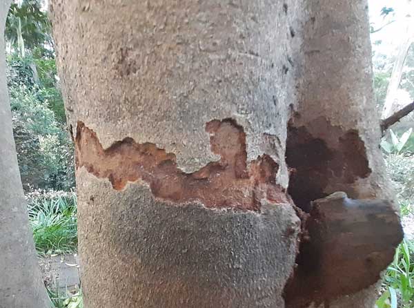 What's eating the bark of my Camellia