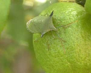 Spined Citrus Bug