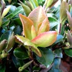Camellia Leaf Gall