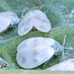 Cabbage Aphids