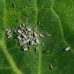 Grey Cabbage Aphid