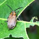 Fig Tree Leaf Beetle - Poneridia semipullata