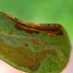 Azalea Leaf Miner