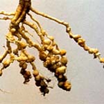 Root Knot - Nematodes