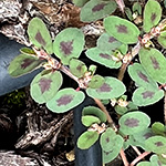Spotted Spurge - Euphorbia maculata