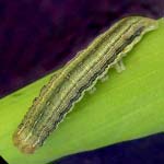 Lawn Armyworm
