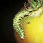 Tomato Caterpillar (Budworms)
