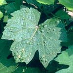Vine Leaf Blister Mite