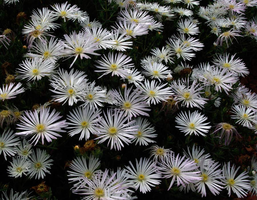 Lampranthus spectabilis - white variety
