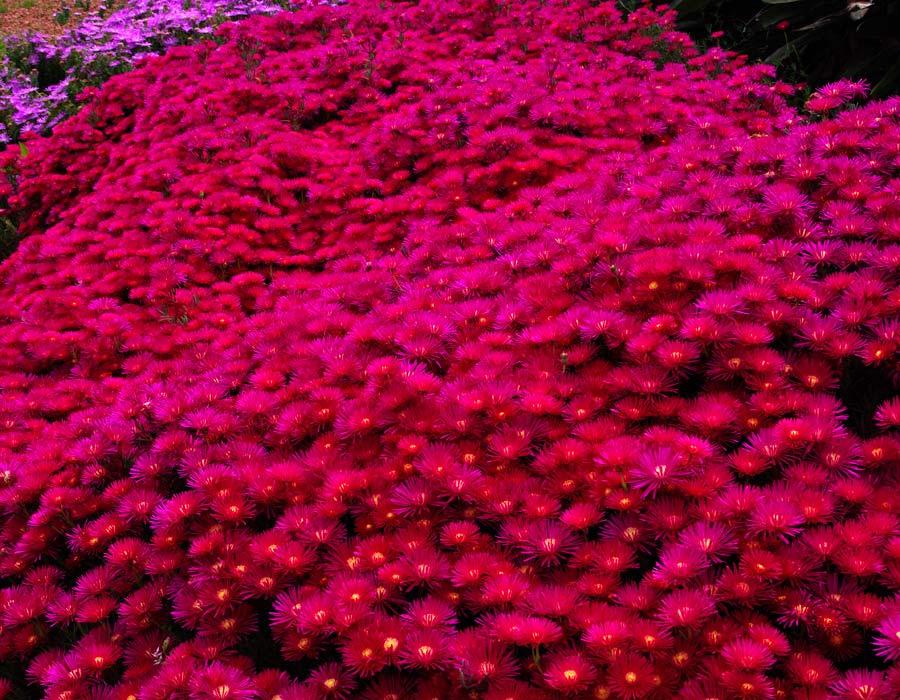 Lampranthus spectabilis - deep pink variety