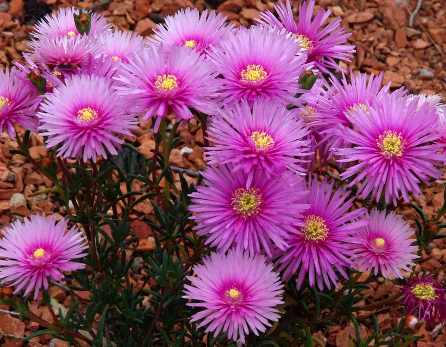 Lampranthus spectabilis - variety with bright light pink flowers