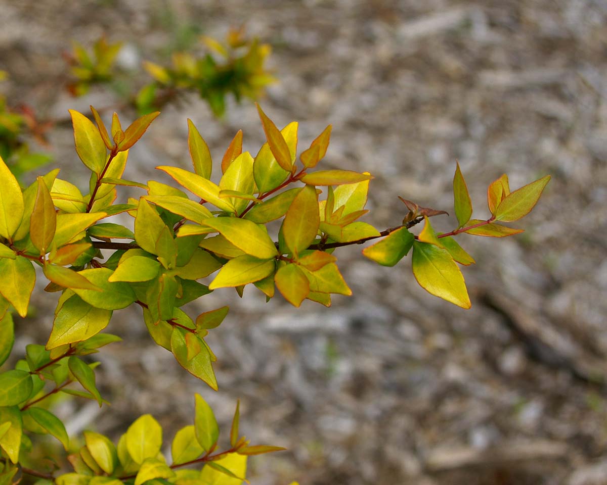 Abelia chinensis foliage