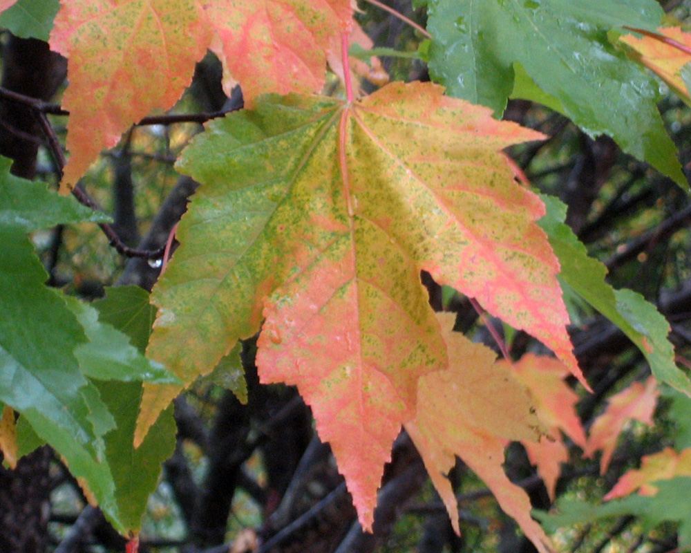 Acer rubrum autumn leaves