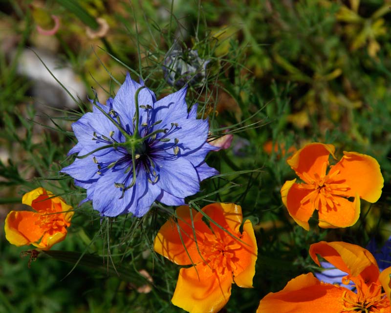 Nigella damascena - blue flowers a wonderful contrast to the bright orange of Californian Poppies