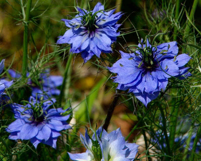 Nigella damascena - blue flowers