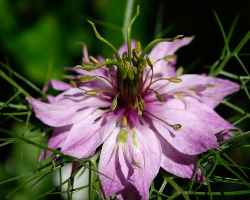 Nigella damascena - Love in the Mist - Mauve-pink  flowers