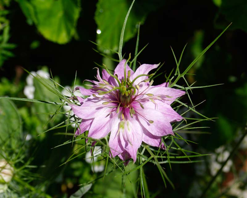 Nigella damascena - Love in the Mist - mauve flowers