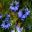 Nigella damascena - blue flowers