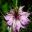 Nigella damascena - Love in the Mist - Mauve-pink  flowers