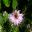 Nigella damascena - Love in the Mist - mauve flowers