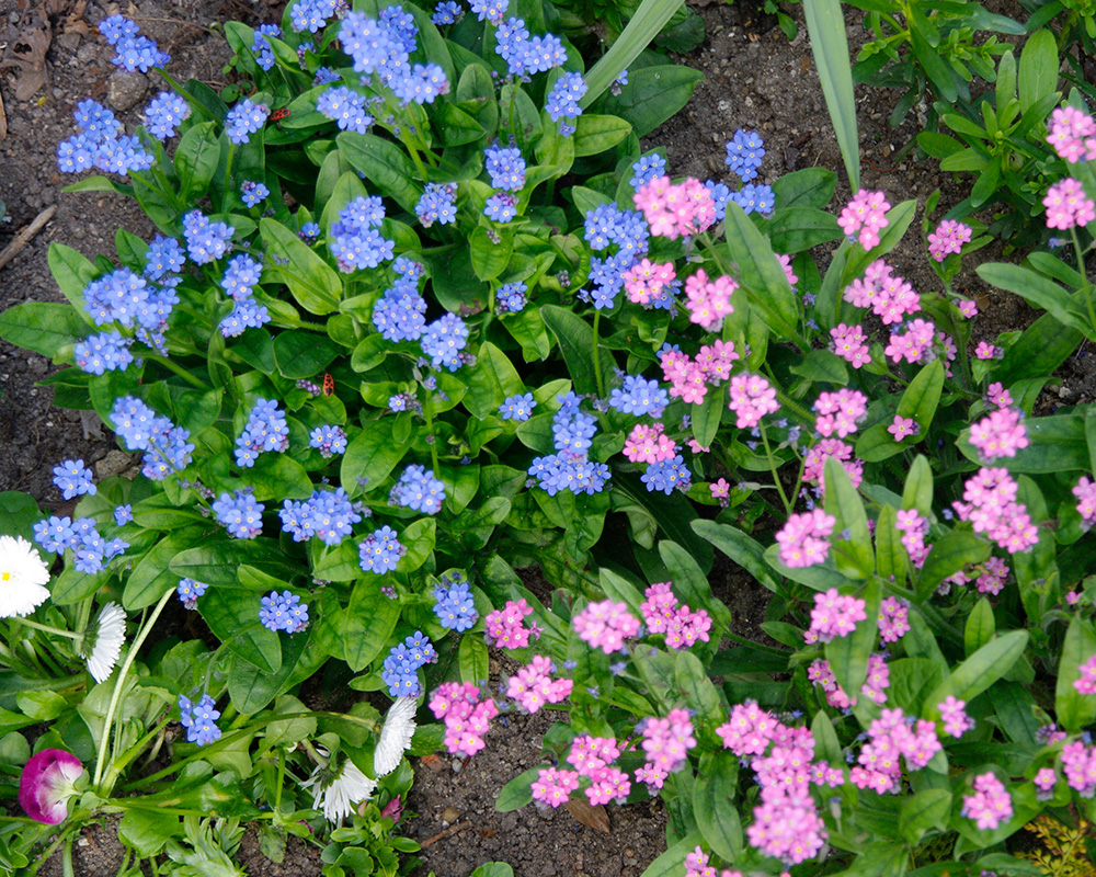 Myosotis sylvatica - Forget-Me-Not in pink and blue