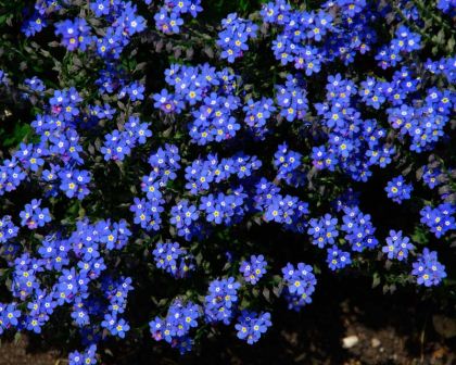 Myosotis sylvatica - Dwarf Indigo as the name suggests is a small compact variety