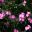 Forget Me Not - Myosotis sylvatica Sylvia Rose - bright pink flowers