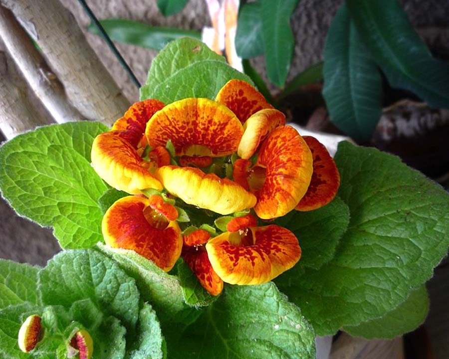 Ladys Purse Or Slipper Flower Calceolaria High-Res Stock Photo - Getty  Images