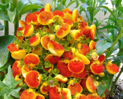 Calceolaria | Lady's Purse | Pocketbook Flowers | Slipper Flowers - YouTube